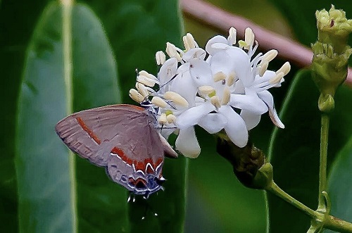 red banded hairstreak temple of bloom.jpg